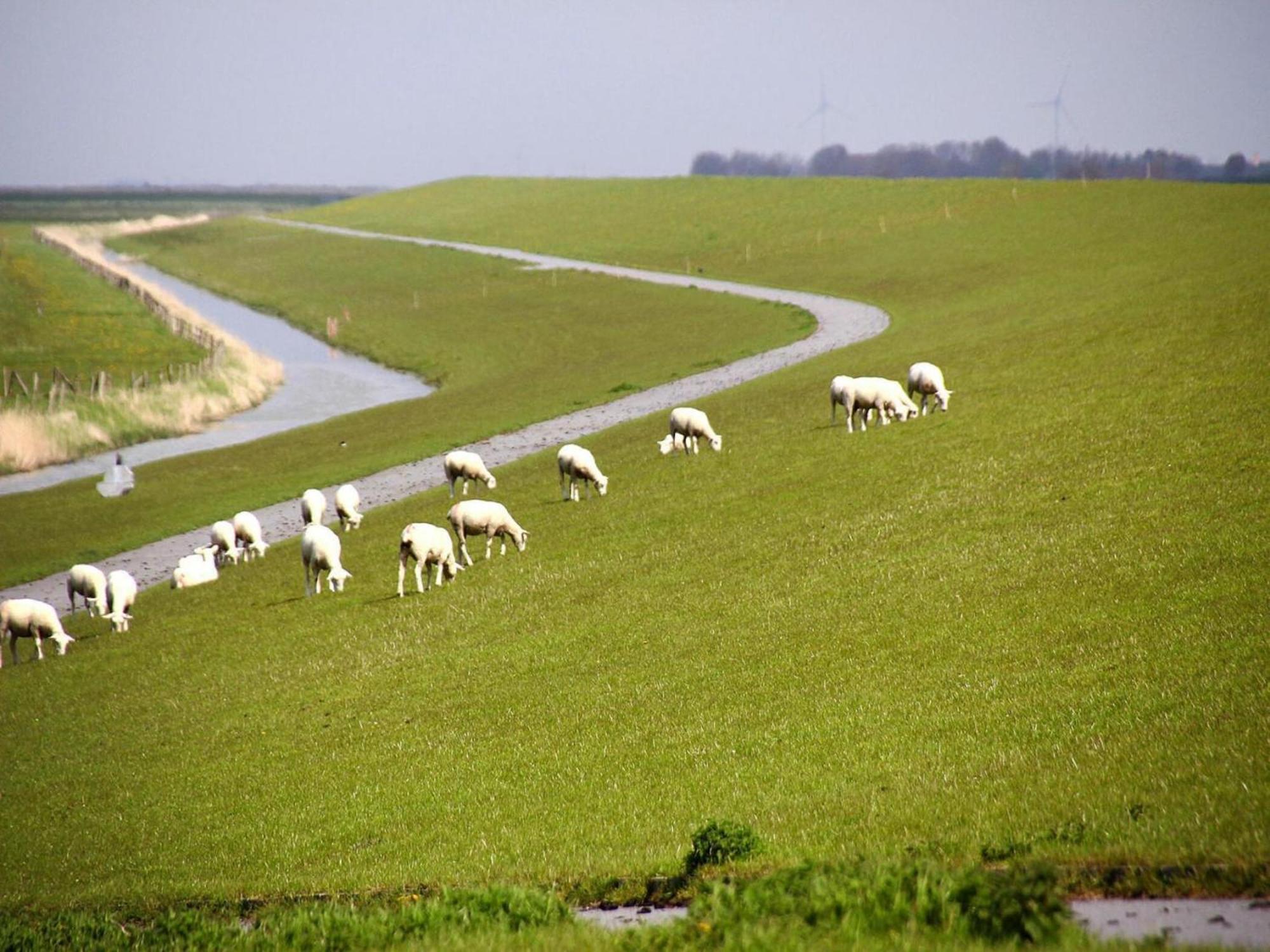 House Albatross, Neßmersiel Zewnętrze zdjęcie